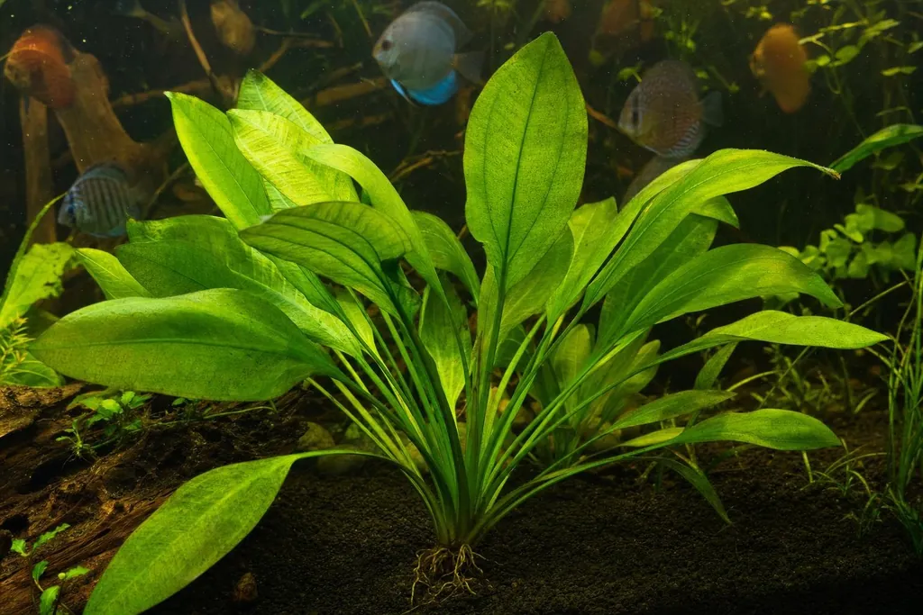 Gran roseta de espada amazónica de hojas largas verdes junto a una raíz en un acuario de aguas cálidas (imagen generada con AI)