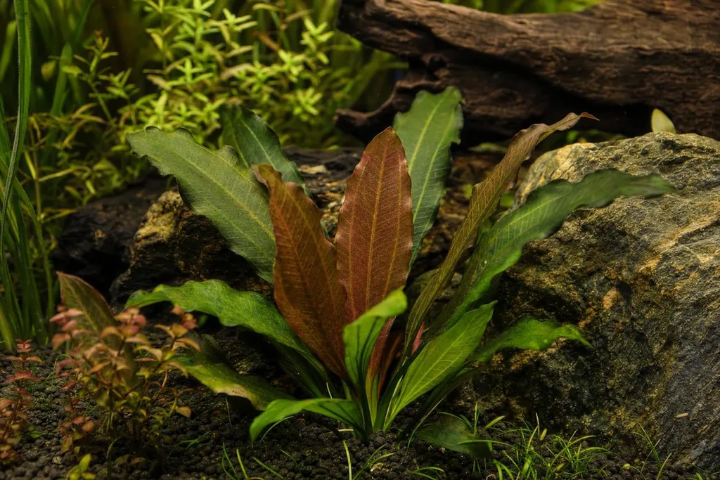 Echinodorus Osiris con hojas verdes onduladas y brotes centrales rojizos en un acuario plantado (imagen generada con AI)