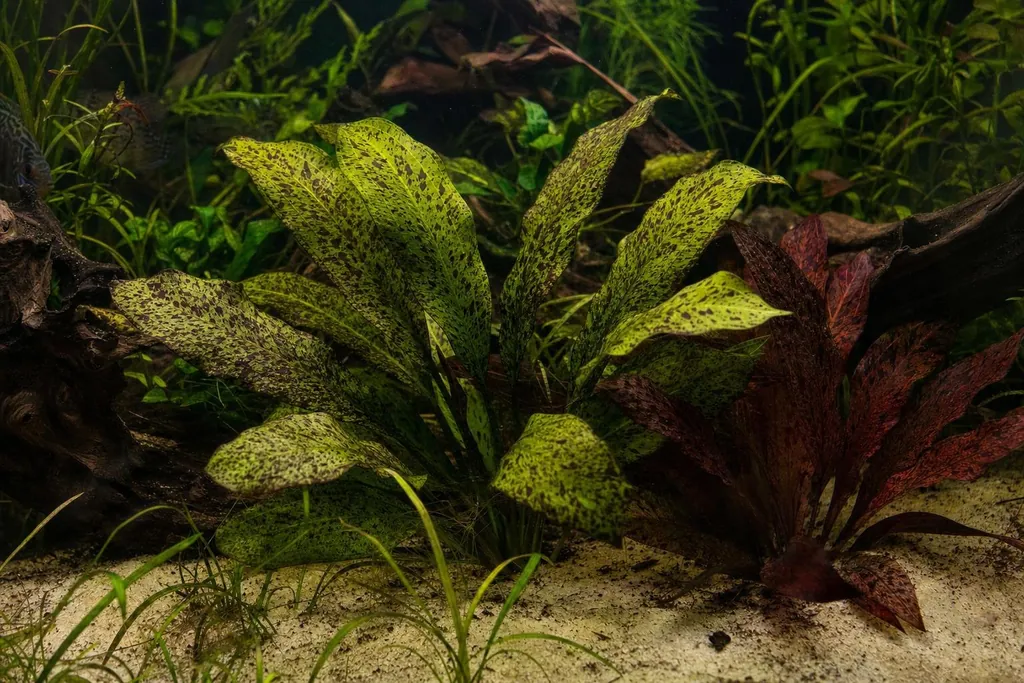 Roseta de Echinodorus Ozelot con hojas anchas verdes moteadas de manchas pardo rojizas sobre arena fina (imagen generada con AI)