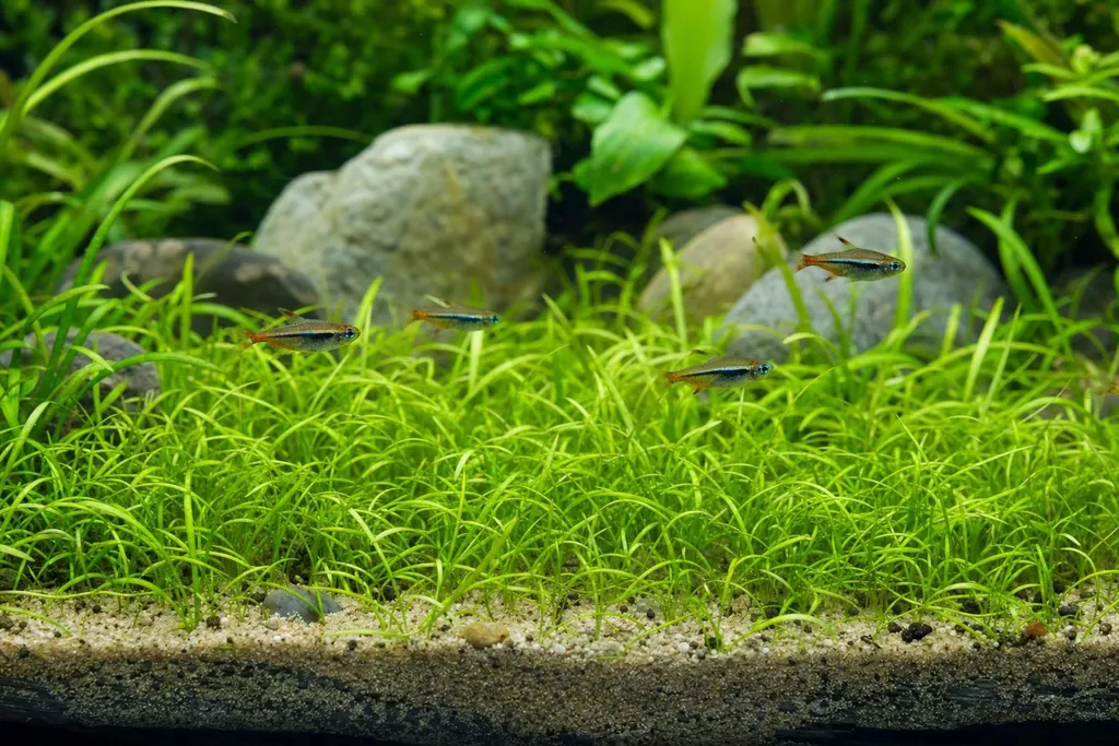 Tapiz bajo de Echinodorus tenellus con hojas finas como césped extendiéndose sobre la arena del primer plano (imagen generada con AI)
