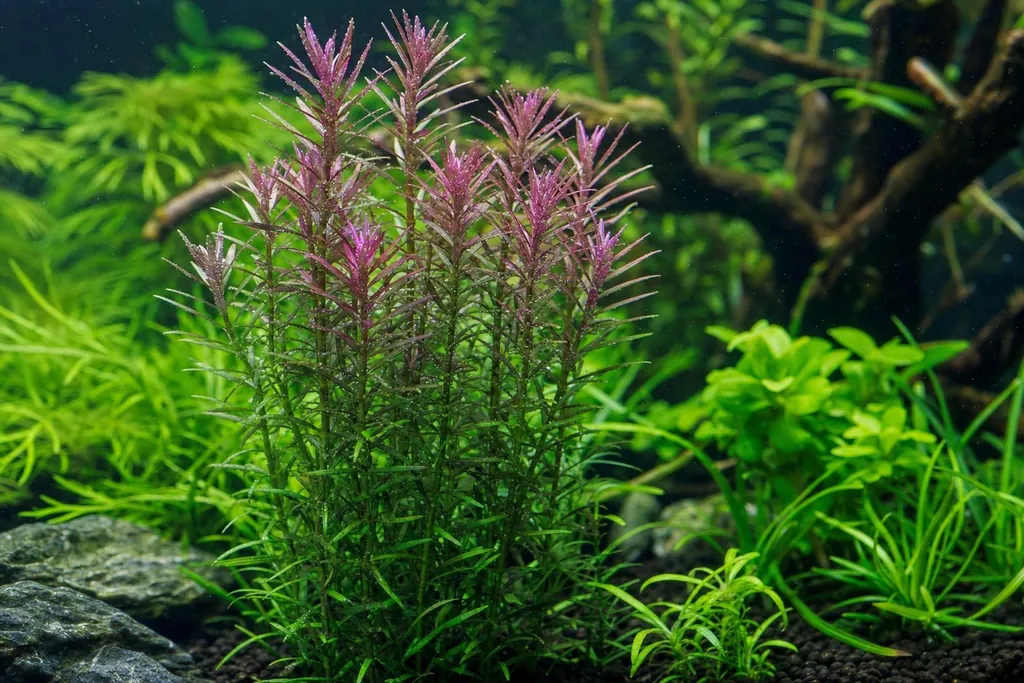 Tallos de Pogostemon stellatus con hojas en verticilos estrellados y puntas violáceas en un acuario muy iluminado (imagen generada con AI)