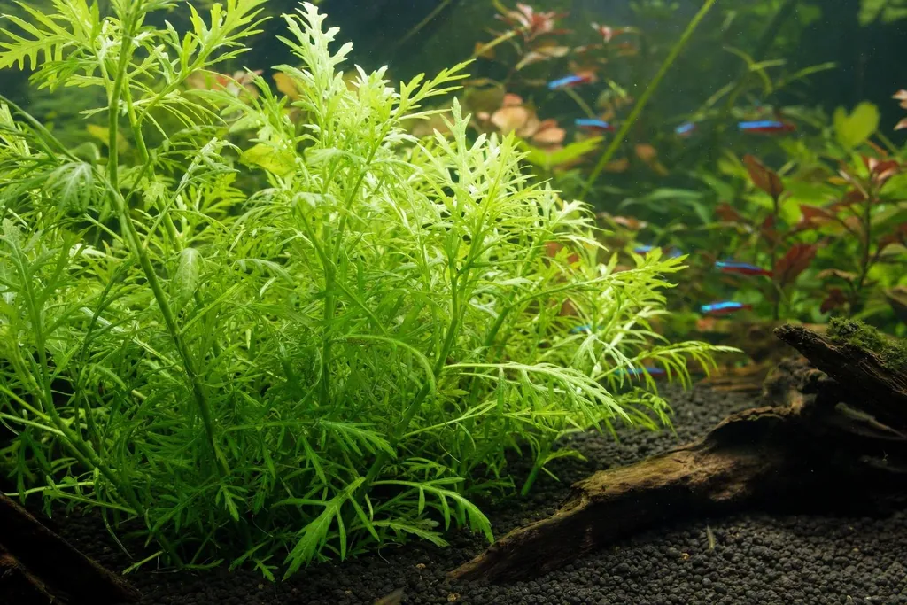Tallos de wisteria de agua con hojas verdes muy recortadas en un acuario plantado con raíz y grava oscura (imagen generada con AI)