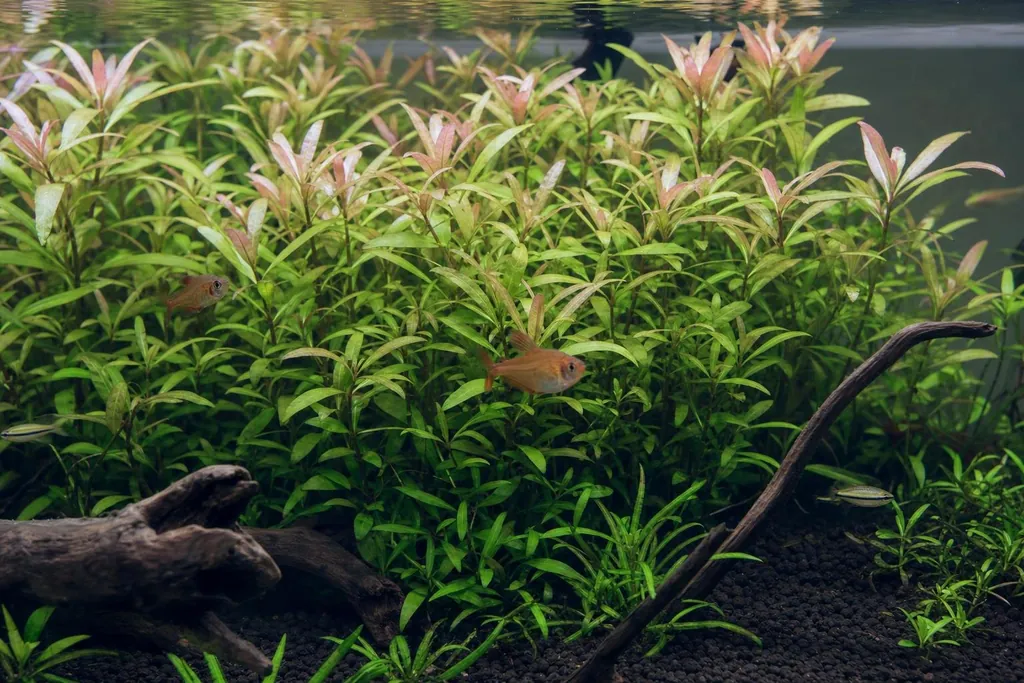 Grupo denso de tallos de Hygrophila polysperma con hojas lanceoladas verde claro y puntas rosadas cerca de la superficie (imagen generada con AI)