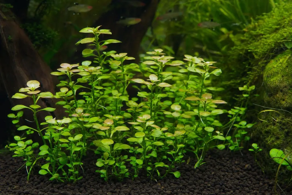 Grupo de tallos de Ludwigia brevipes con hojas pequeñas verdes y puntas cobrizas en un acuario plantado (imagen generada con AI)