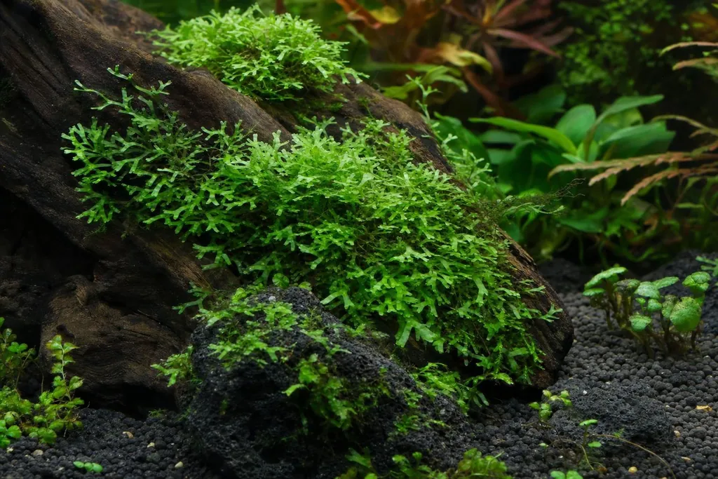 Matas de la hepática Monosolenium tenerum de lóbulos verdes y planos sobre una piedra oscura en un acuario (imagen generada con AI)