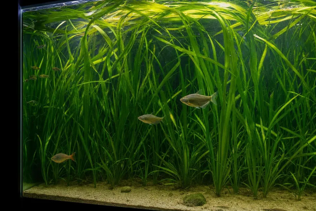 Fondo de Vallisneria gigantea con hojas largas en forma de cinta que se doblan bajo la superficie del acuario (imagen generada con AI)