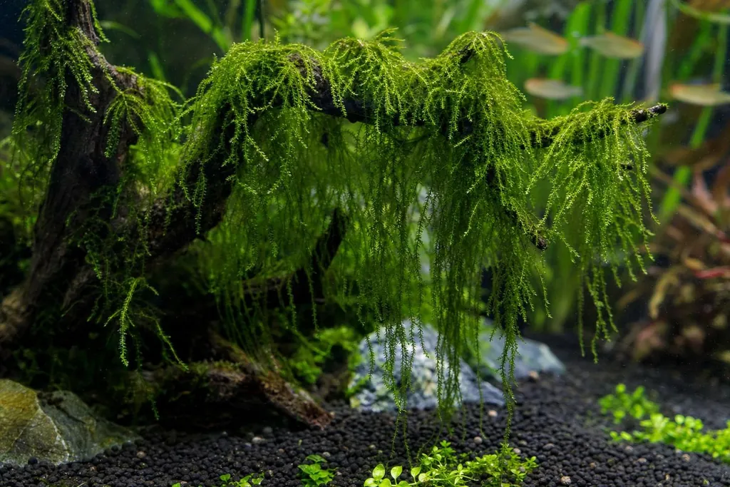 Musgo llorón de ramas colgantes fijado a una raíz oscura dentro de un acuario plantado (imagen generada con AI)