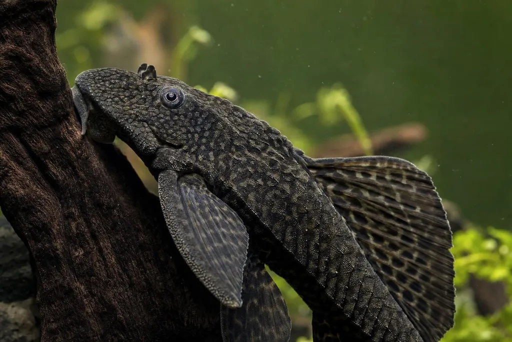 Pleco sobre una raíz oscura (imagen generada con AI)