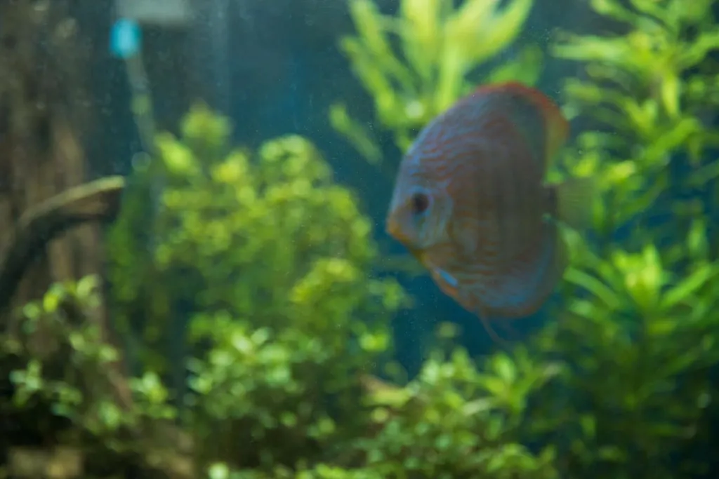 Cristal frontal de un acuario con reflejos suaves y plantas desenfocadas (imagen generada con AI)